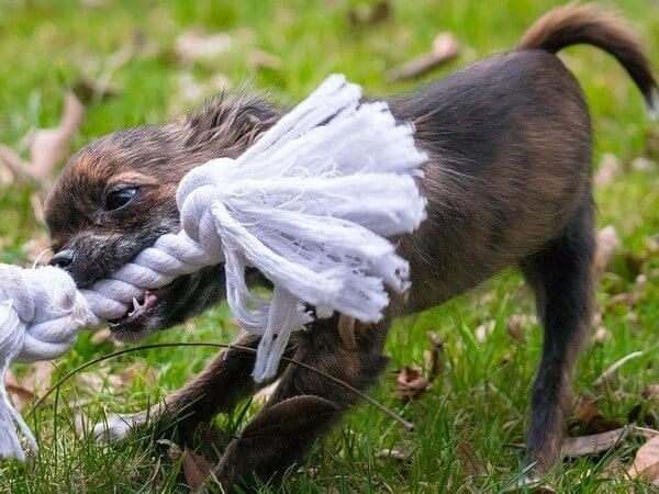 ferocious chihuahua loves to bite and fight with sharp teeth