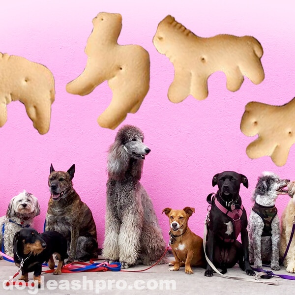 Can Dogs Eat Animal Crackers? - Dog Leash Pro