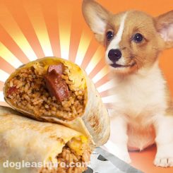 Can Dogs Eat Burritos