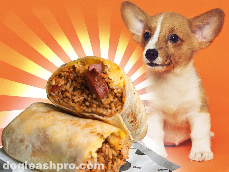 Can Dogs Eat Burritos