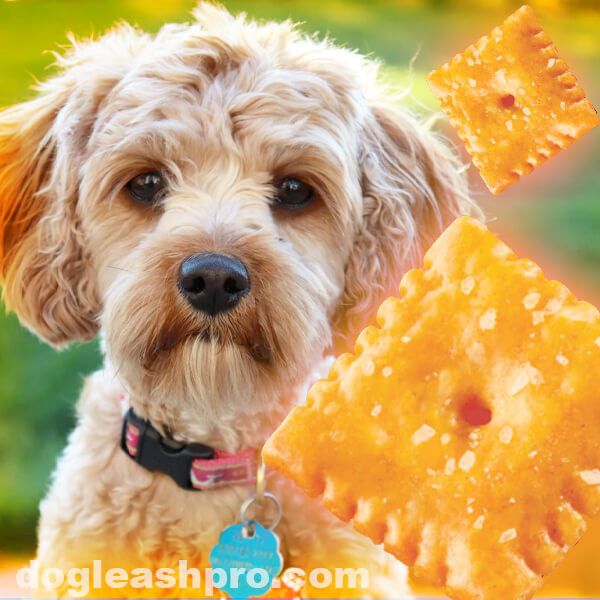 Can Dogs Eat Cheez Its