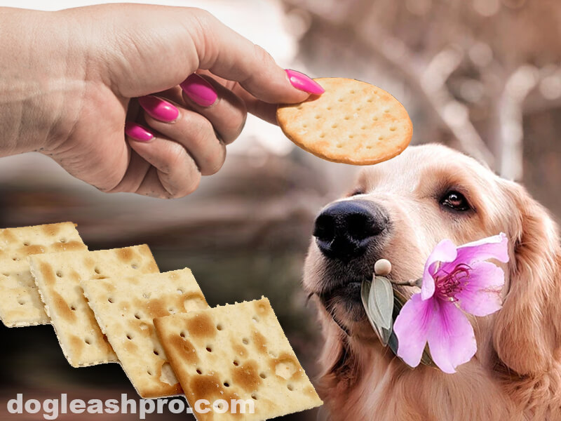 Can Dogs Eat Crackers