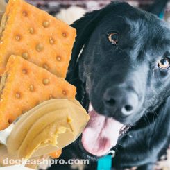 Can Dogs Eat Peanut Butter Crackers