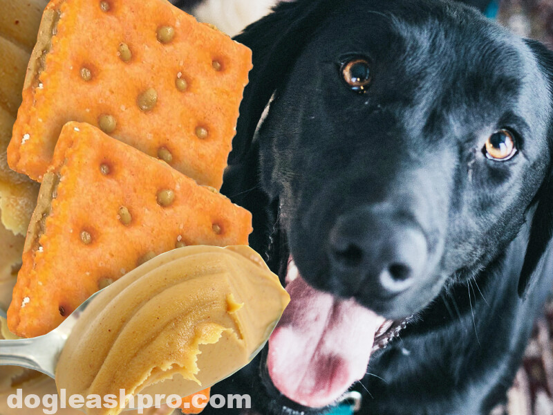 Can Dogs Eat Peanut Butter Crackers