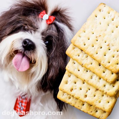can dogs eat ritz crackers with peanut butter can dogs eat ritz crackers with peanut butter