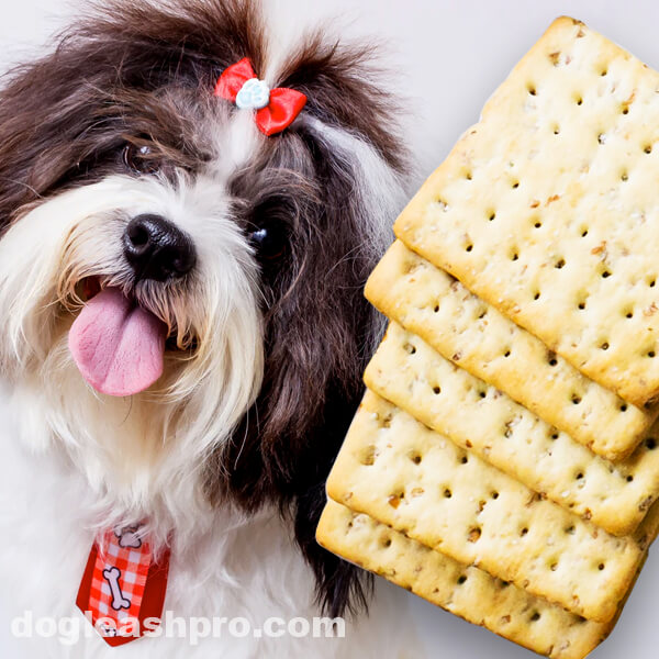 Can Dogs Eat Saltine Crackers