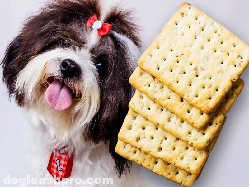 Are saltine crackers 2025 bad for dogs