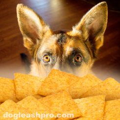Can Dogs Eat Wheat Thins