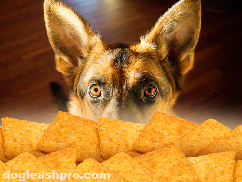 Can Dogs Eat Wheat Thins? - Dog Leash Pro