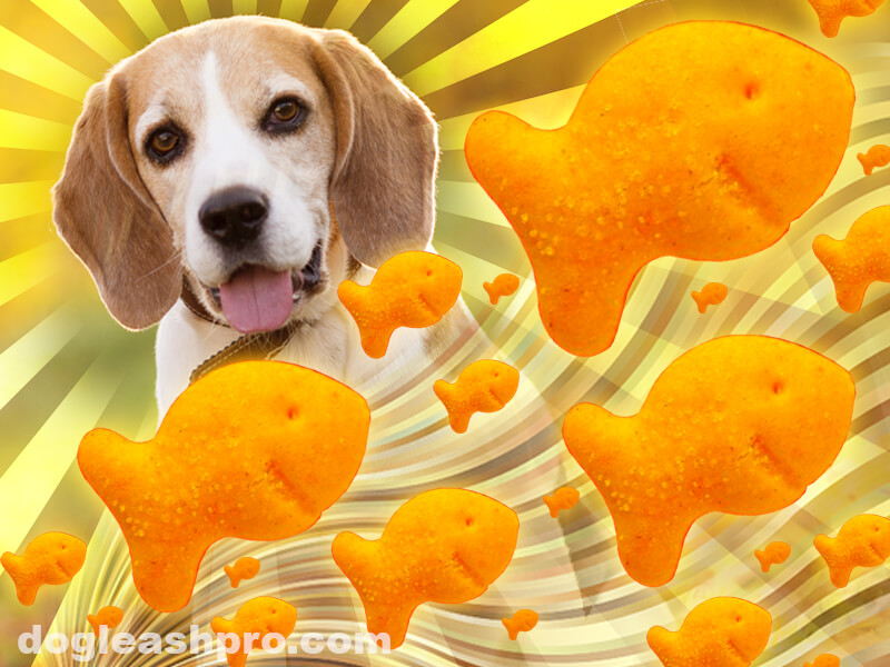 Can dogs eat Goldfish crackers