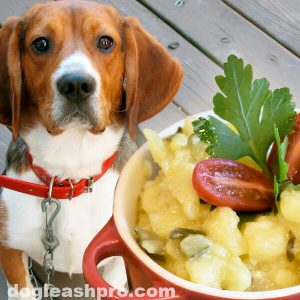 Can dogs eat potato salad