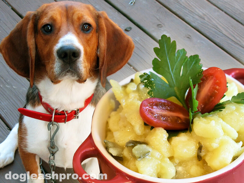 Can puppies hotsell eat potatoes