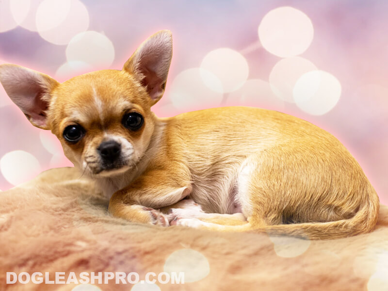 how long is a chihuahua dog pregnant