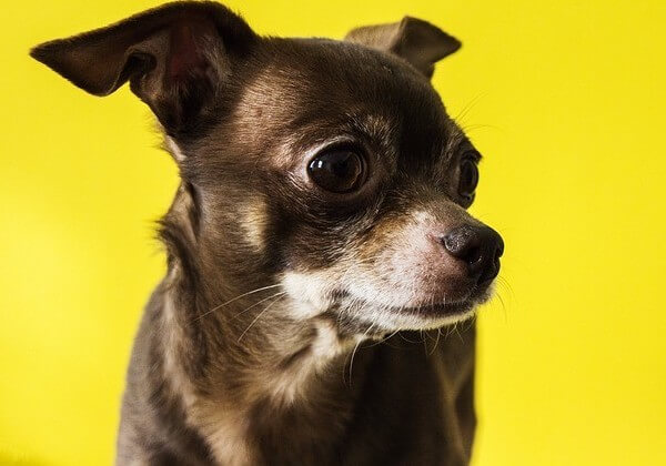 chihuahua colors chocolate