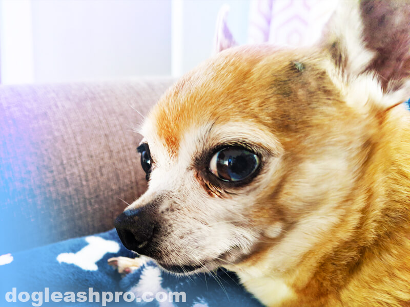 are chihuahuas good for anxiety