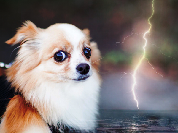 Crying Chihuahua is scared of weather conditions