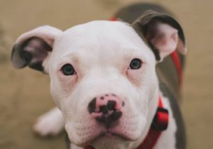 Pitbulls Pregnancy: How Many Puppies Can A Pitbull Have? - Dog Leash Pro