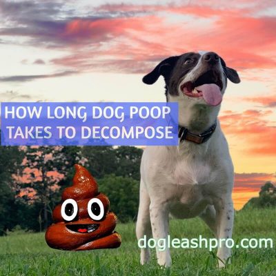 does dog poop decompose