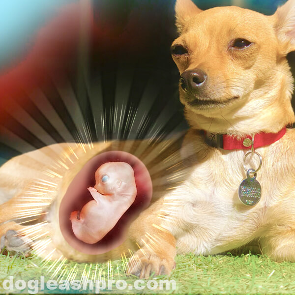 How Do I Know If My Chihuahua Is Pregnant Chihuahua Dogs
