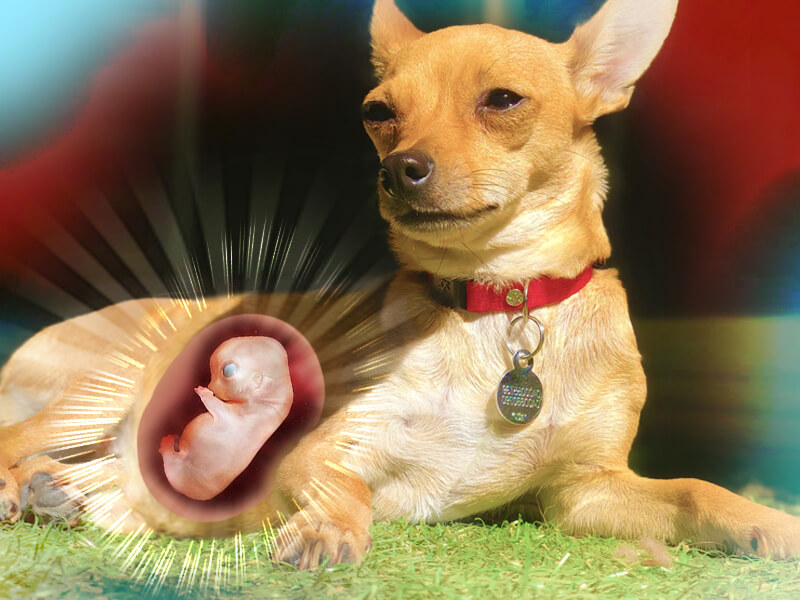 how long is a chihuahua dog pregnant