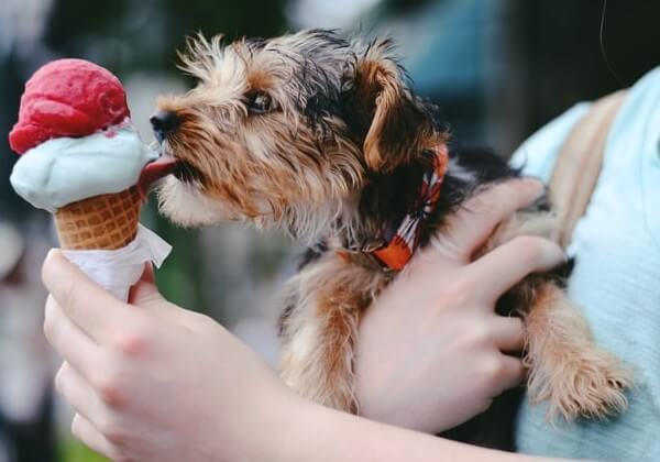 dogs with brain freeze