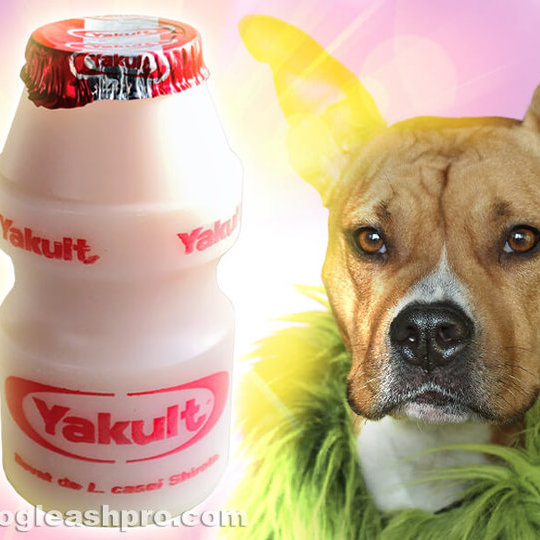 can dogs drink yakult cata