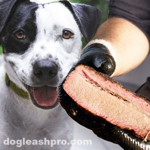 can dogs eat brisket