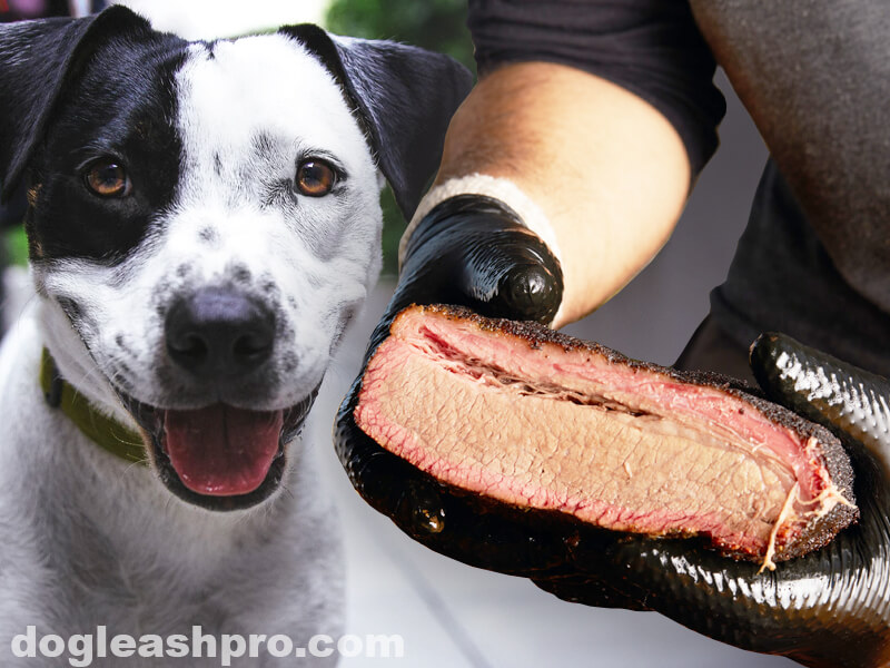 can dogs eat brisket