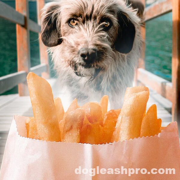 can dogs eat hot chips hot fries