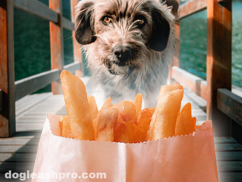 can dogs have hot fries