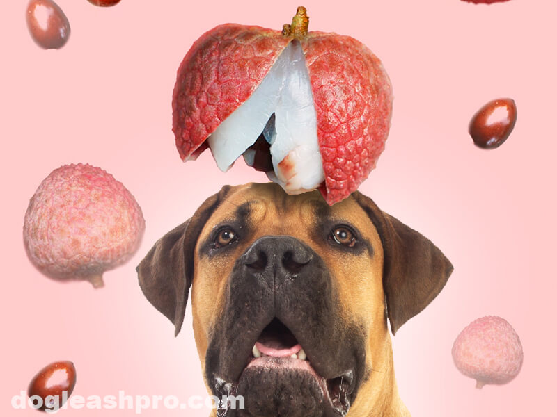 can strawberries make dogs sick