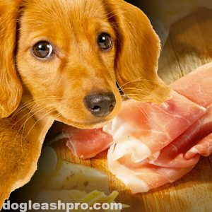 can dogs eat prosciutto