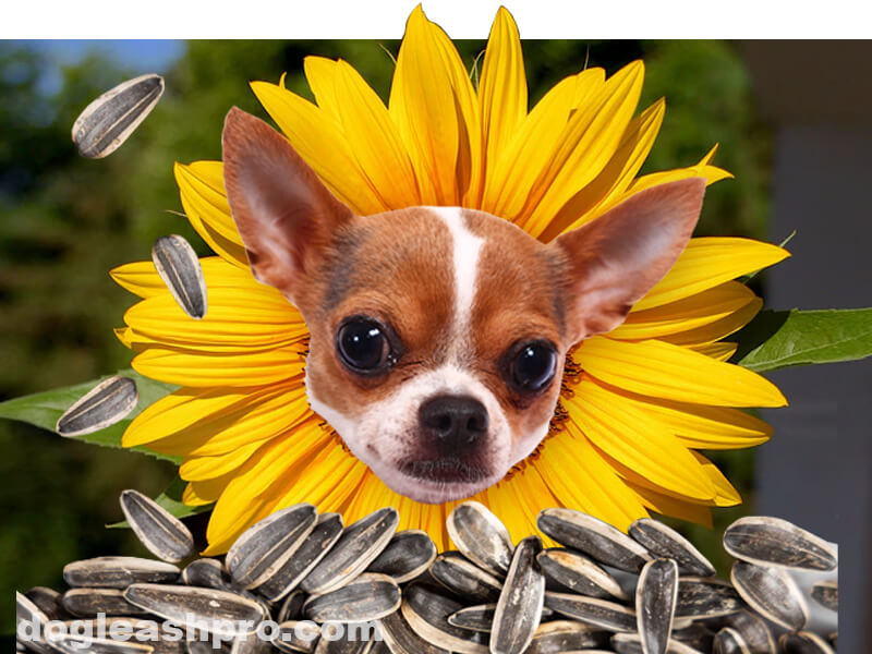 can dogs eat sunflower seeds shells