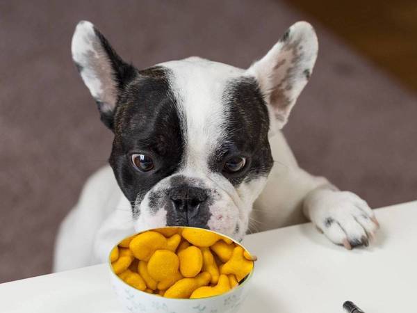 is goldfish crackers healthy for dogs