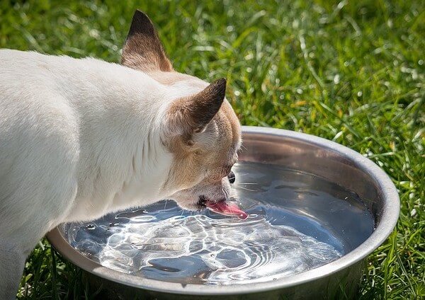 dog with brain freeze and throat freeze