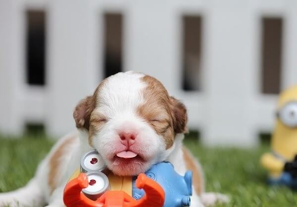 do chihuahua puppies have floppy ears