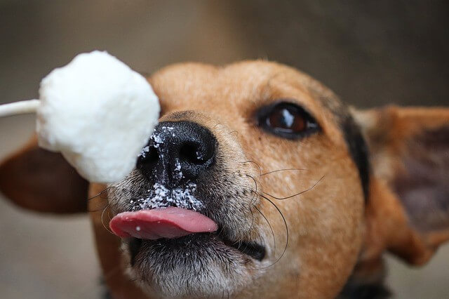 can dogs get brain freeze from eating ice