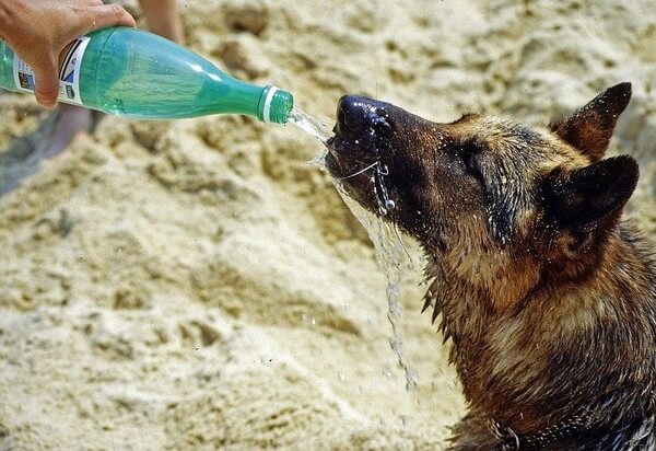 german shepherd dog brain freeze from drinking too much cold water at once