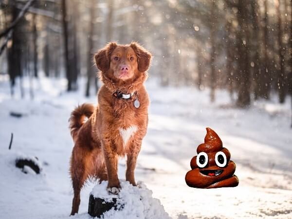 freeze dog poop