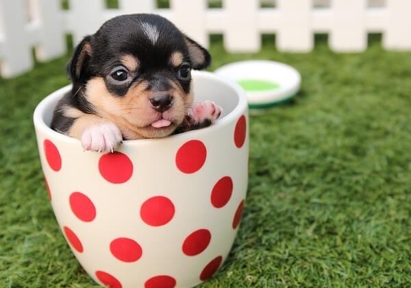 do chihuahua puppies have floppy ears