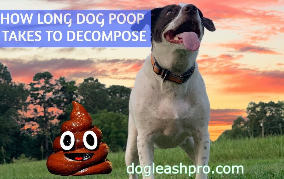 how long does it take for dog poop bags to decompose