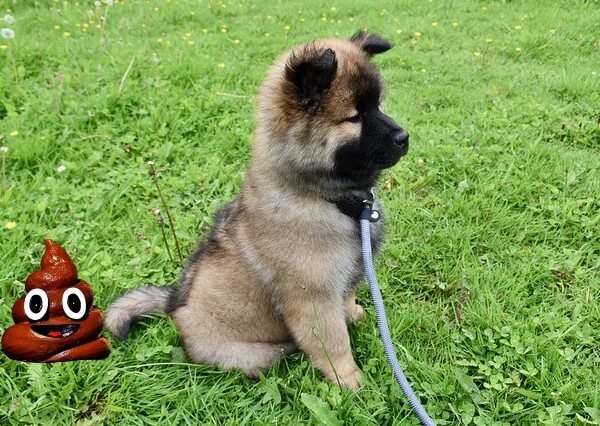 can you actually flush dog poop down the toilet