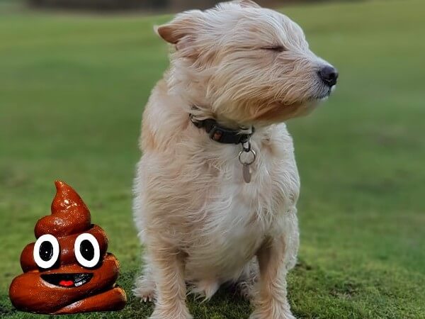 how to dissolve dog poop in grass