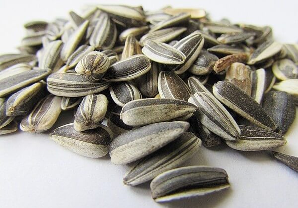 is eating sunflower seed shells bad for dogs