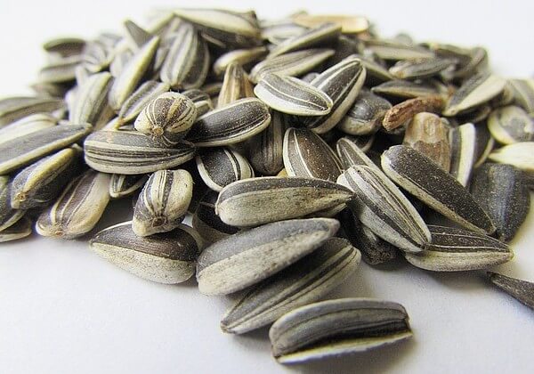 can dogs eat sunflower seeds shells