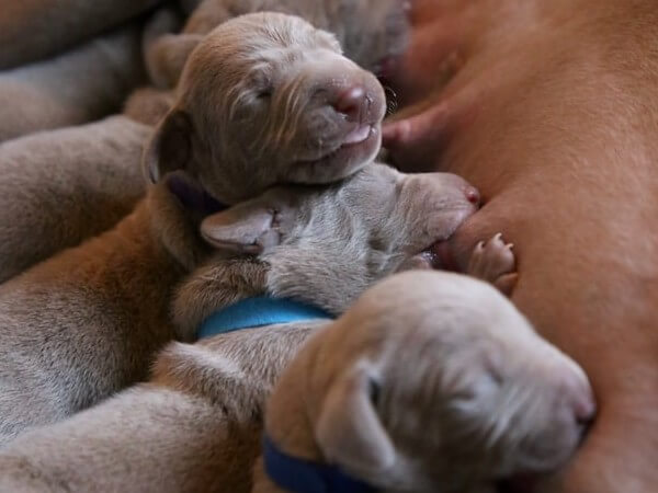 how many puppies are in a first litter