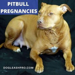 pitbull pregnancies
