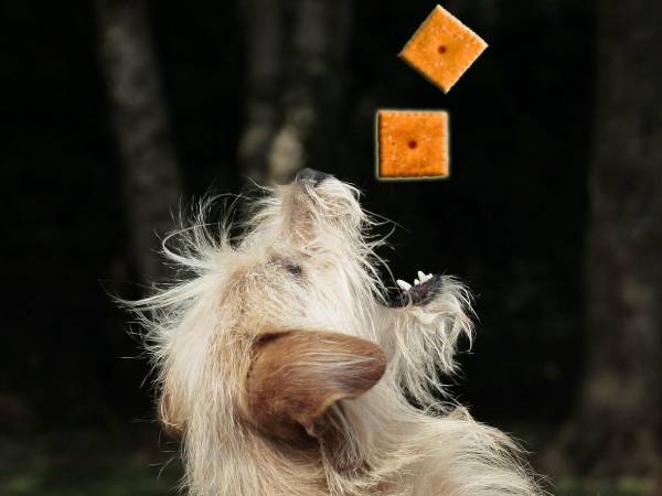 Can Dogs Eat Cheez Its? - Dog Leash Pro