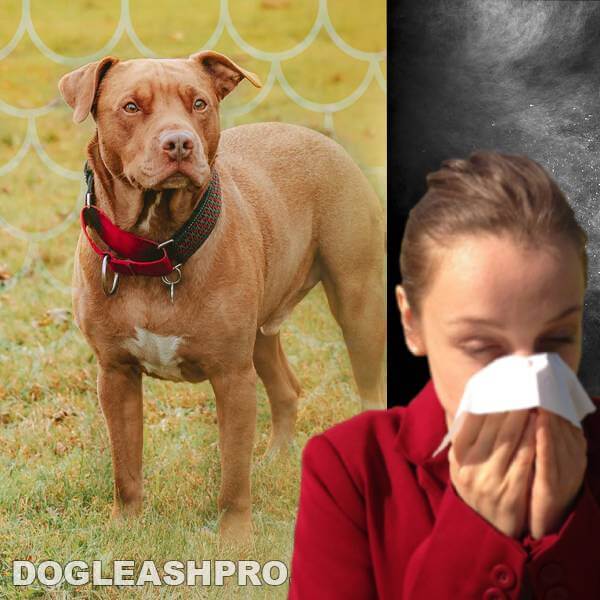 Are Pitbulls Hypoallergenic? - Dog Leash Pro