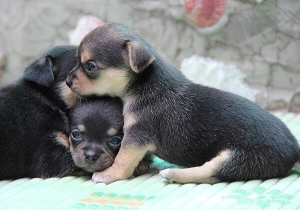 Blue Fawn Chihuahua